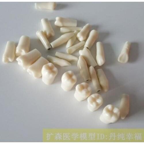 Dentistry Preparatory training model Extraction Exercise whole tooth model 28pcs free shipping