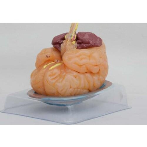 Human Anatomical Model Human Anatomy Ventricles of Brain Stem Brain Anatomy Model Soft PVC Assembled Brain Model Cerebrovascular