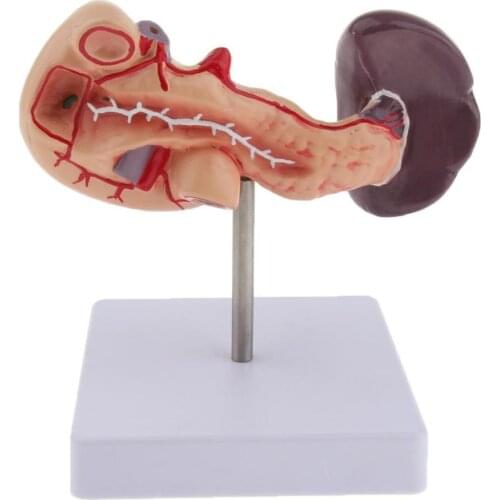 LifeSize Anatomical Human Pancreas Duodenum Spleen Model Anatomy Medical supplies