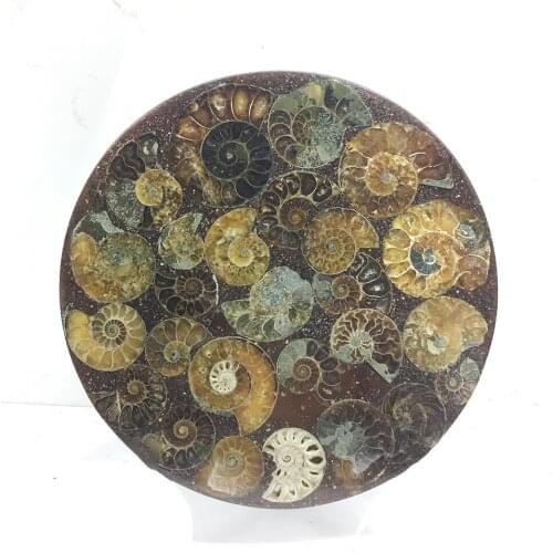 Natural Ammonite Fossil Slice Plate Quartz Ocean Conch Madagascar Mineral Specimen Display Healing Crystal Stone Home Decoration