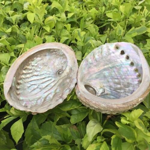 2pcs Australia Natural abalone shell Conch Home Decoration Aquarium Landscaping Wedding Landscape 10-12cm crafts DIY Soap Holder