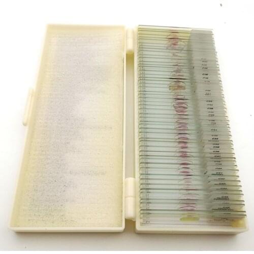 50Pcs Human Teaching Microscope Histology Prepared Slides