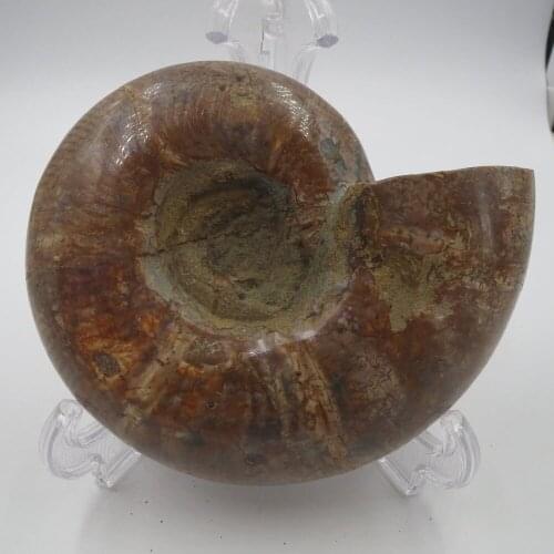 911g Top Quality Natural Madagascar Ammonite Fossil Mineral Specimen Shell Reiki Healing