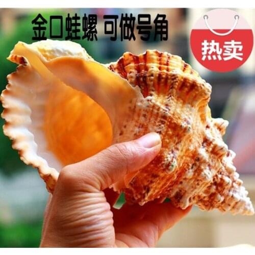 Hot Sale Big Conch Shell Domestic Ornaments Big Gold Mouth Frog Screw Stone Nut Creative Gift Decoration