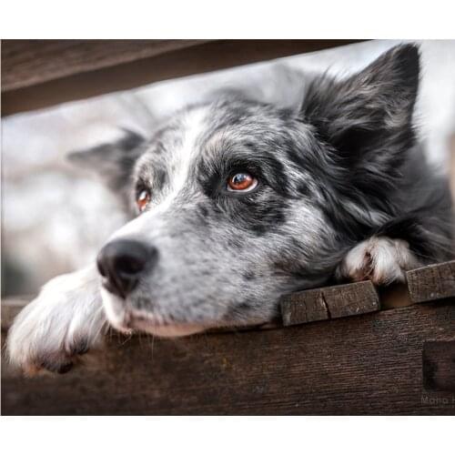 Diamond painting Animal dog australian shepherd full square 5D diamond embroidery picture cross stitch home wall decoration