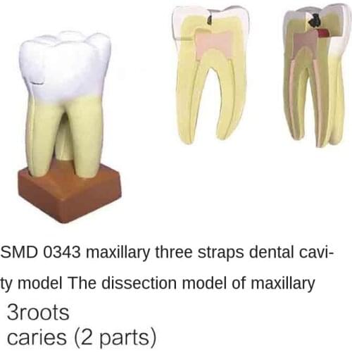 SMD0343 Upper jaw three C models