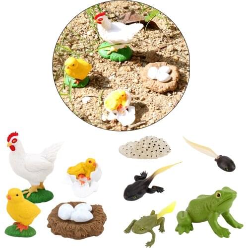 Kids Child Realistic Animals Insects Growth Process Figures Toy Models Gifts