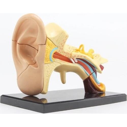3D mini Human Ear Anatolly Model 14 pcs Assembled Human Anatomy Model Gift for Children