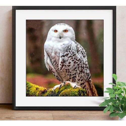 Diamond Painting Owl Diamond Embroidery Full Square/Round Drill 5d DIY Diamond Mosaic Animal Picture Of Rhinestone