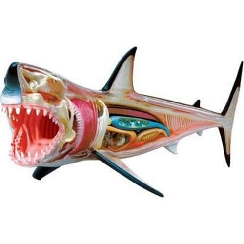 4D Master 4d Big White Shark Anatomy Model
