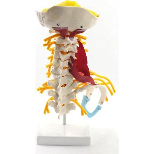 1:1 Human Cervical Spine Anatomy Model Medical Science Teaching Resources Dropshipping