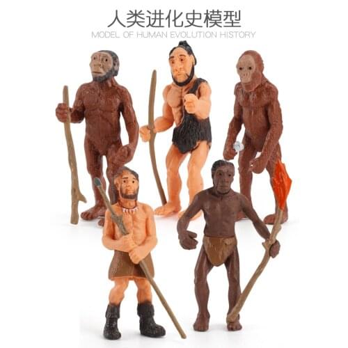 5pcs/Set Human Evolutionary History Displays Figures Models Australopithecus To Homo sapiens Kids Educational Toys Gifts