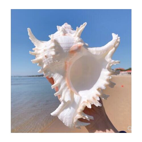 8-9CM MEDITERRANEAN STYLE HOME DECORATION NATURAL CONCH SHELL DOUBLE-SIDED SEASHELL HOME FISH TANK ACCESSORIES AQUARIUM DECOR