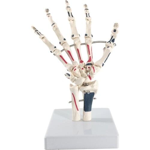 Life Size Human Hand Joint with Painted Muscle Anatomical Skeleton Hand Model Medical Anatomy Study Tool