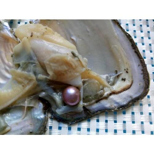 Wholesale 10pcs Vacuum-packed Oysters with 7-8mm Round Akoya Pearls white pink purple black