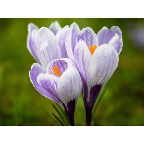 Flower Rose DIY Cross Stitch 11CT Embroidery Kits Set Printed Canvas Cotton Thread Home Decoration New Design Dropshipping