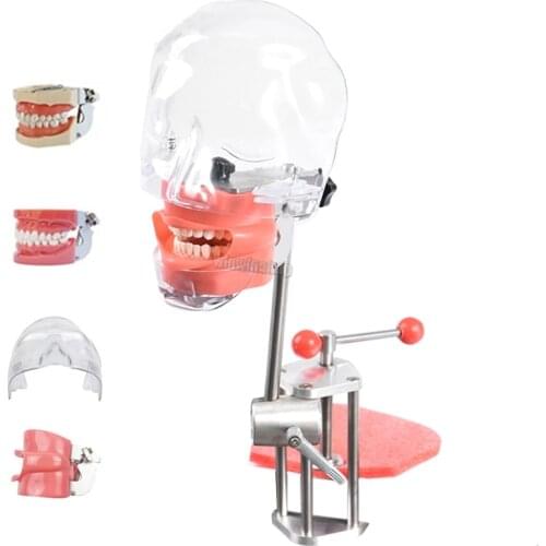 Dental simulator manikin phantom head Dental phantom head model with new style bench mount for dentist