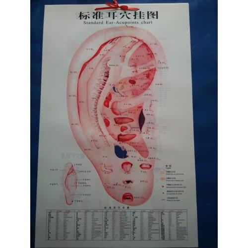 Standard Ear-Acupoints chart ear acupuncture massage wall chart Chinese and English acupuncture chart