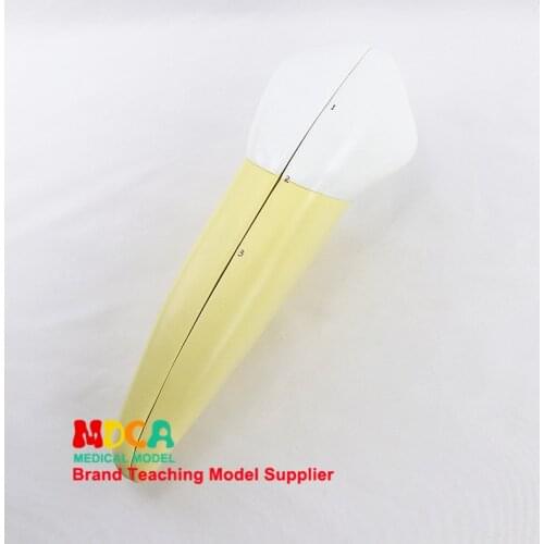 Human dental canine model dentistry display dentistry demonstration medical teaching model MYC005