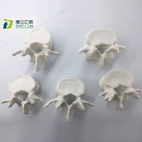 Life Size Human Lumbar Vertebra Model From C20 to C24 for Medical Science Learning