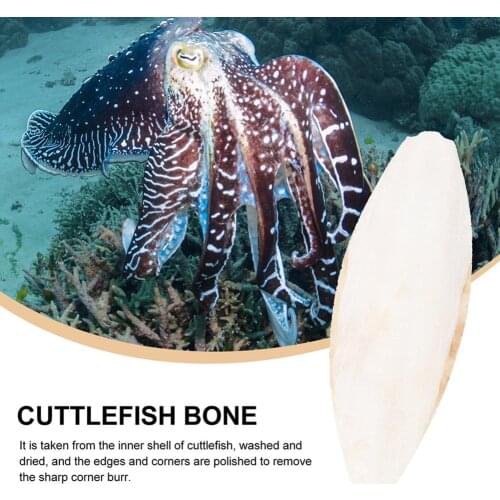 10Pcs Cuttlefish Bone For Parrot Natural Cuddle Bone Chew Toys Chewing Cuttlebone Easy To Absorb Exercise Pets Sensitivity