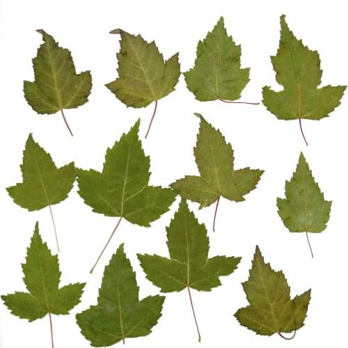 3-7cm/24pcs,Nature Pressed Camellia leaves,Real plant DIY Art Craft Bookmark Valentines Gift card Decoration DIY plant specimens