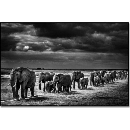 Black White Africa Elephants Walking Wild Animals Canvas Painting Posters and Prints Cuadros Wall Art Pictures For Living Room