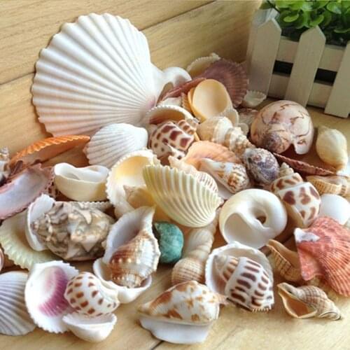 200g/pack Natural Beach Shell&Conch SeaShells Aquarium Fish Tank Landscaping Decoration