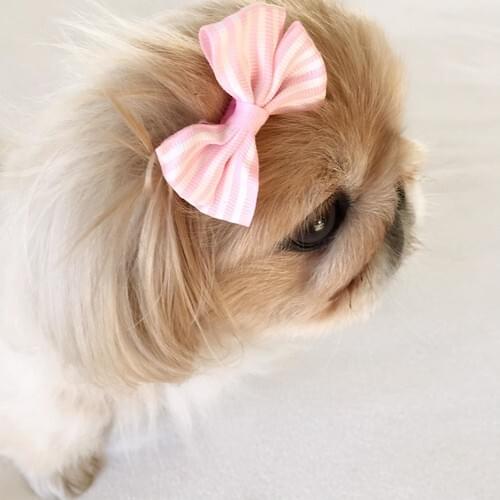 By Kemique Buckle Stripe Series Pink Dog Buckle