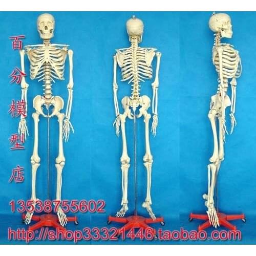 Human skeleton model life size Ossuary model human model 170cm manifoldly