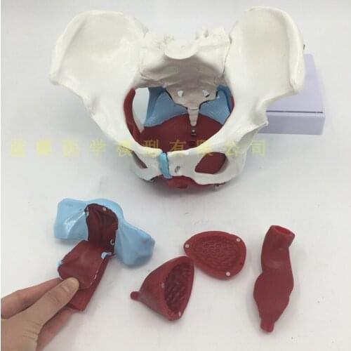 Female pelvis and pelvic muscle model Human anatomy skeletal model Medical teaching training