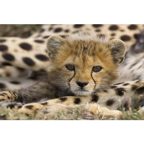 Cheetah Fierce Animal (1) Wall Posters Prints Silk Art Painting For Home Wall Bedroom Decor