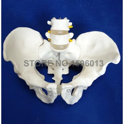 HOT Life-Size Pelvis with 2pcs Lumbar Vertebrae, Pelvis Model, Lumbar Vertebrae Model