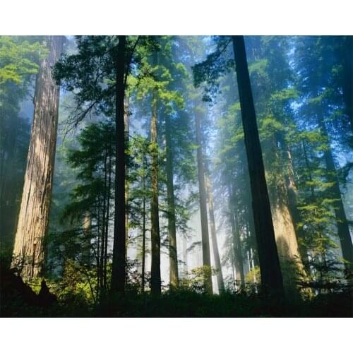 Beibehang 3d wallpaper mural papel de parede Natural landscape sun forest tree tree 3D living room bedroom TV murals wallpaper