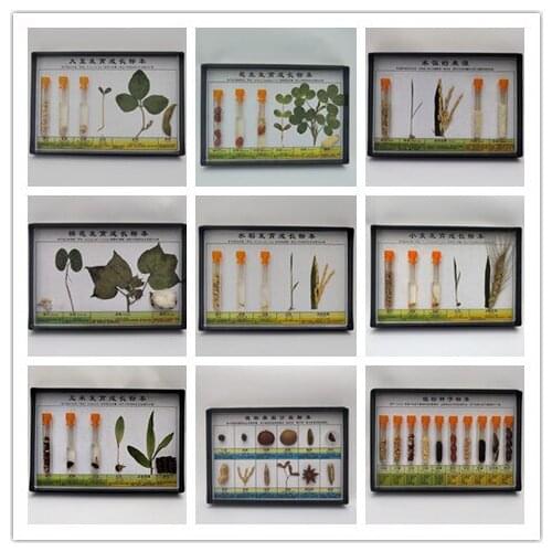 The development process of dragonflies, butterflies, frogs, marine biology, insects, animal and plant specimens