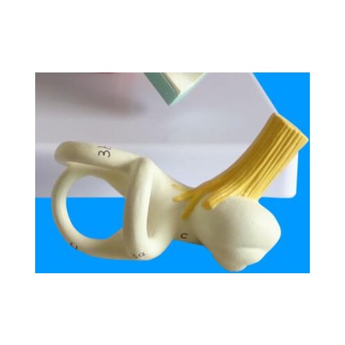 Human ear semicircular canal Semicircular canal anatomical model inner ear free shipping