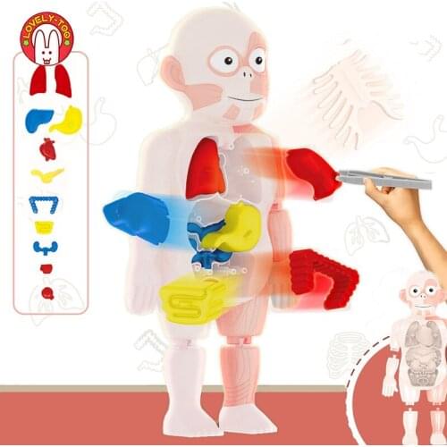 Educational Learning DIY Assembled Toys Kits Body Organ Medical Teaching Tools Montessori 3D Puzzle Human Body Anatomy Model Toy