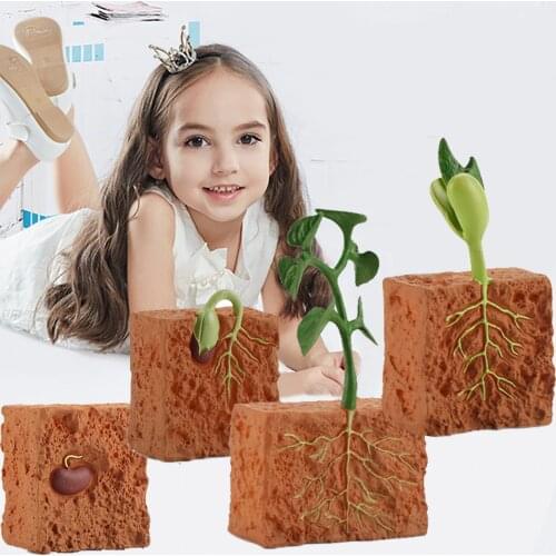 Simulation Life Cycle of a Green Bean Plant Growth Cycle Model Cartoon Toys Action Figures Collection Science Educational Toy