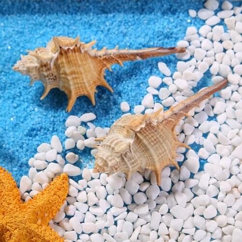 10cm 4pcs Natural Conch Sea Shells Coral Aquarium Snails Senju Bonsai Craft Daisy Wedding Home Decoration Brown