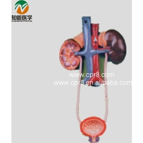 BIX-A1068 Urinary System Model MQ131