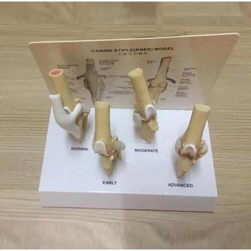 Canine knee joint disease demonstration canine femoral disease dog femoral arthritis animal pet veterinary model free shipping