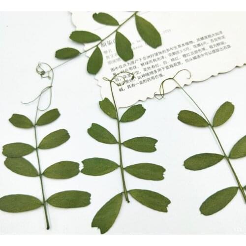 120pcs Pressed Dried Flower Soybean Leaf Filler For Epoxy Resin Jewelry Making Postcard Frame Phone Case Craft DIY