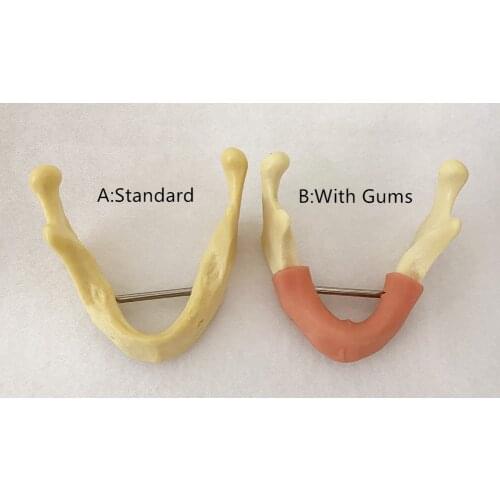 Dental Lower Jaw Gums Posterior molars Implant Practice Model Dentist educational school teeth practise Tools