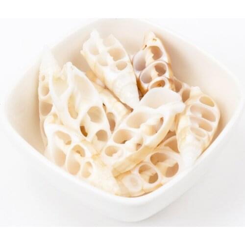 Cut White Sea Shells for Jewelry Making Craft Decoration Half Shape Spiral Shell 5pcs 30-55mm