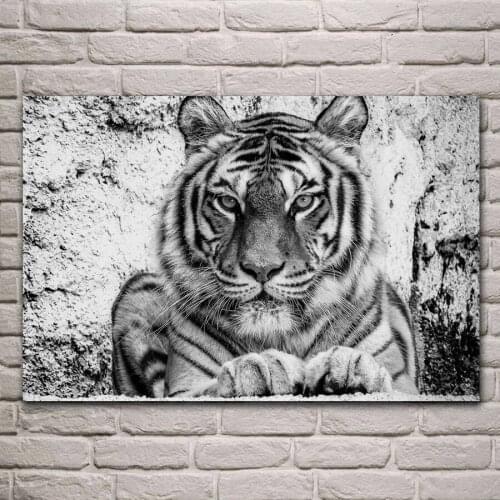 Bw handsome tiger wild cat portrait animal artwork fabric poster living room home wall decorative canvas silk art print KH717