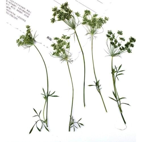 100pcs/6-9cm,Pressed Natural Lace Flowers with Stem,Real Leaves DIY Wedding invitation art bookmark Gift Card,Scented candles