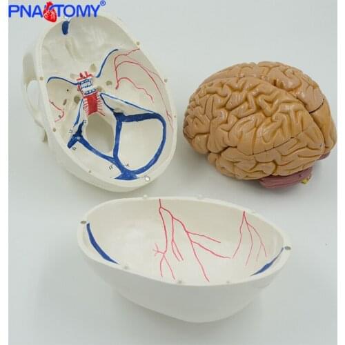 Skull Model with Blood Vessel Together with 8 Pars Brain Anatomy Model Natural Size Professional Anatomical Tool Medical Gift