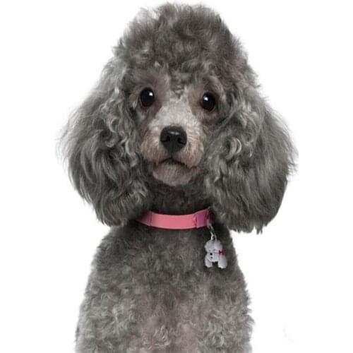 PDMDOG Full Square Round Diamond 5D DIY Diamond Painting poodle dog Diamond Embroidered Cross Stitch Diamond Home Decor