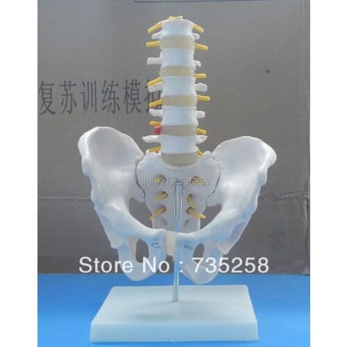 Human Pelvic Girdle Lumbar Spine Model,Human Pelvis Model,Section Five Lumbar Spine Model