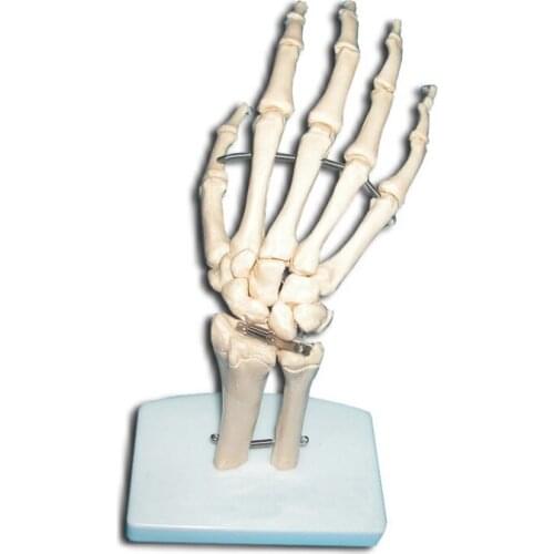 1:1 Life Size Human Hand Joint Model Hand Skeleton Bone Model Wrist Vola Palm Skeleton Model Medical Science Teaching Supplies